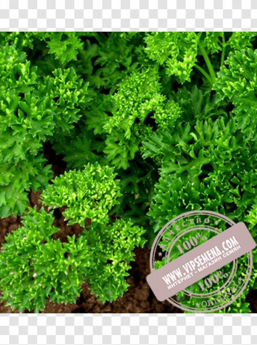 Parsley Seed Cultivar Herb Sowing - Leaf Transparent PNG