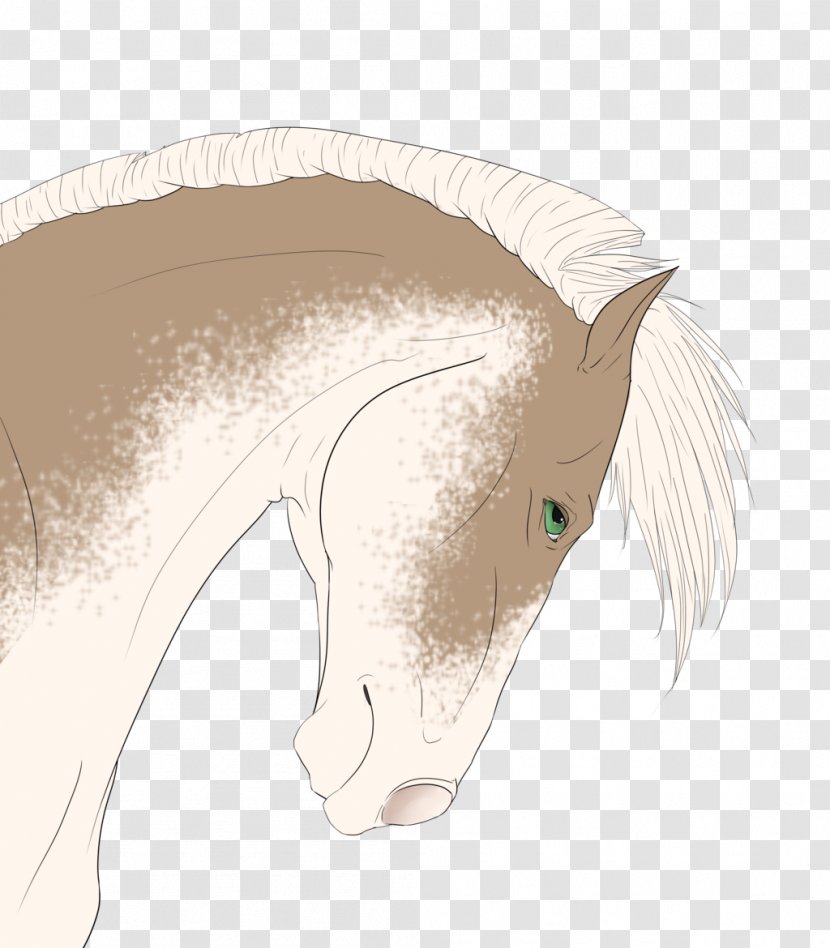 Mane Mustang Drawing Snout - Ear Transparent PNG