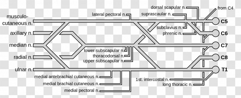 The Brachial Plexus Artery Nerve - Frame - Roots Spine Transparent PNG