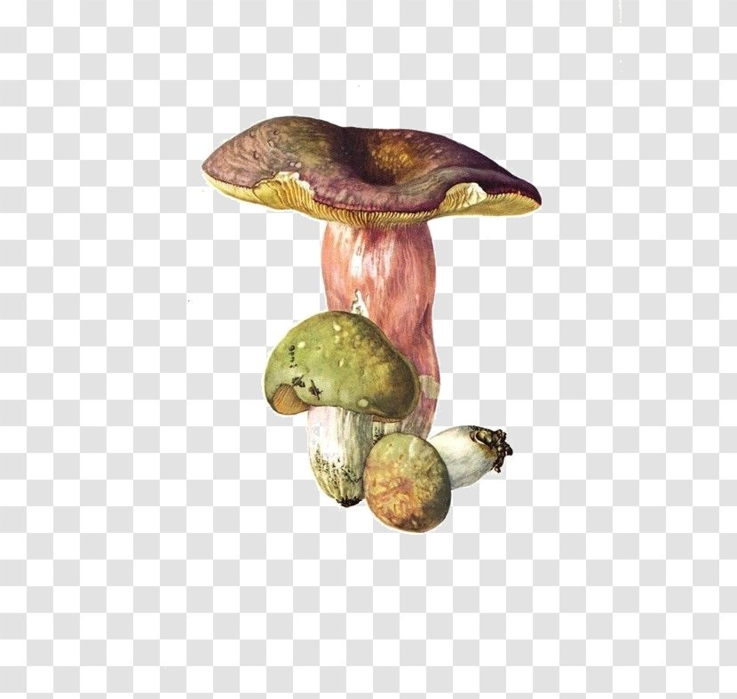 Edible Mushroom Russula Virescens Vesca Ochroleuca Cyanoxantha - Fungus Transparent PNG