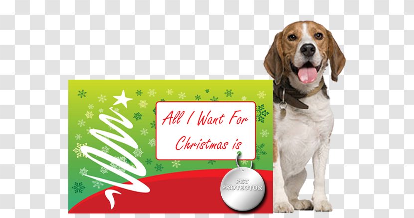 Pet Sitting Puppy Dachshund Cat Bark - Beagle - Christmas Pets Transparent PNG