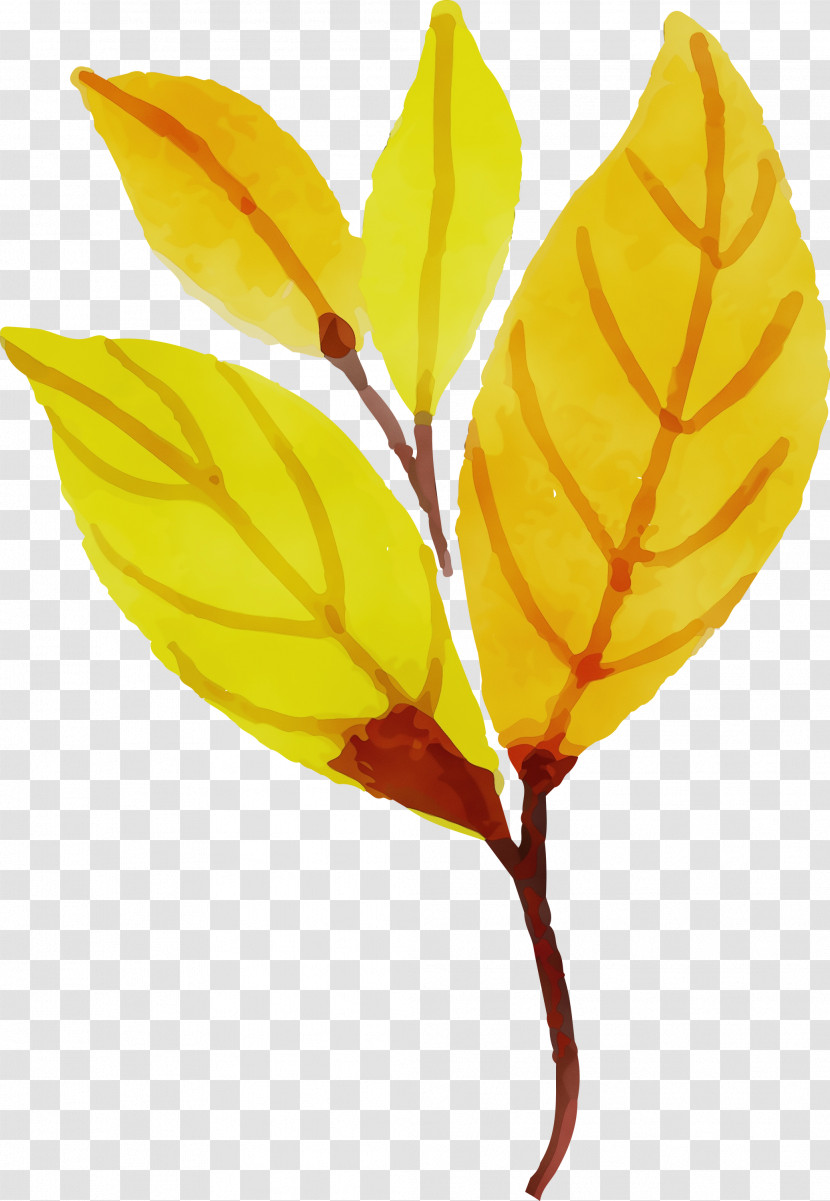 Plant Stem Leaf Petal Yellow Fruit Transparent PNG