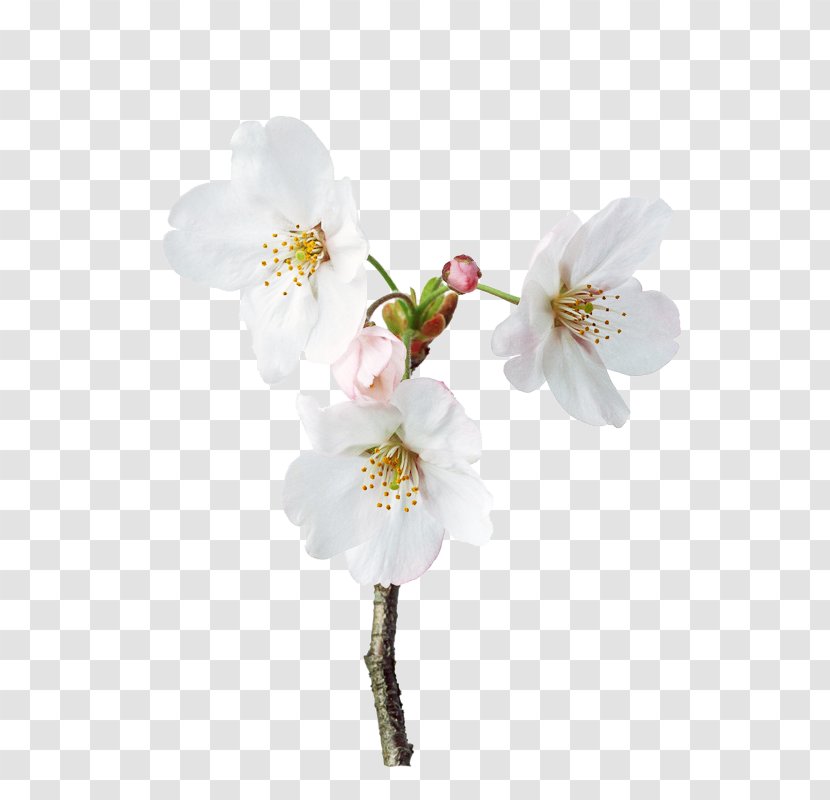 Petal Flower Floral Design - Floristry - Three White Pear Picture Material Transparent PNG