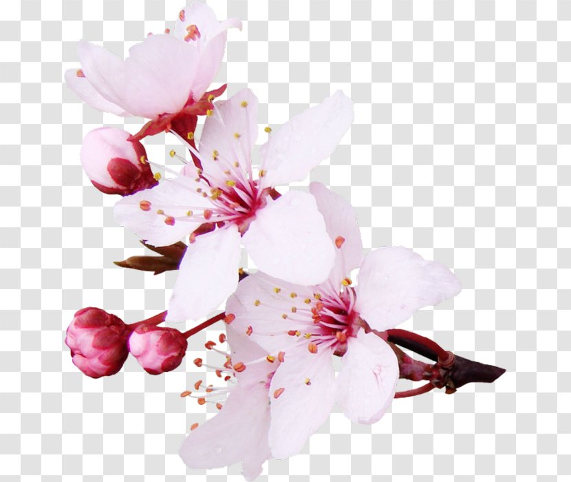 Cut Flowers Color Paper Clothing - Filler - Flower Transparent PNG