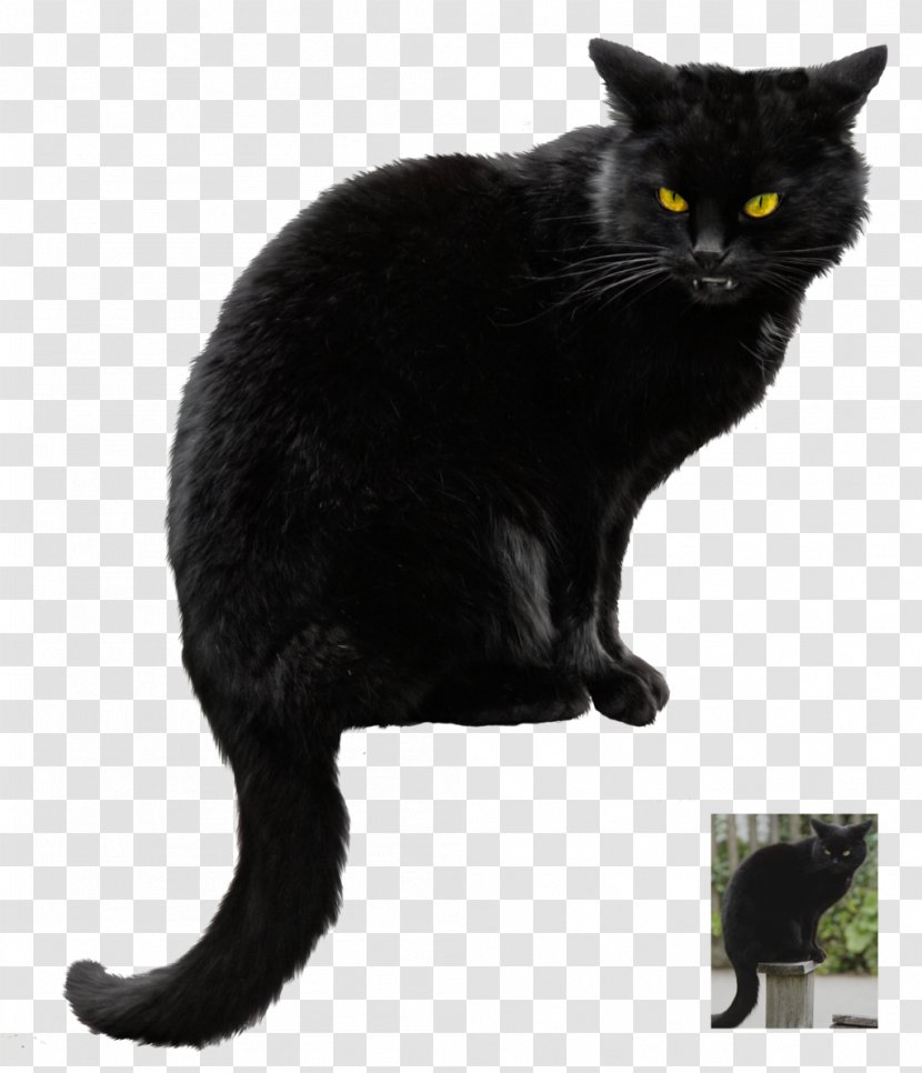 Black Cat Kitten Clip Art - European Shorthair Transparent PNG