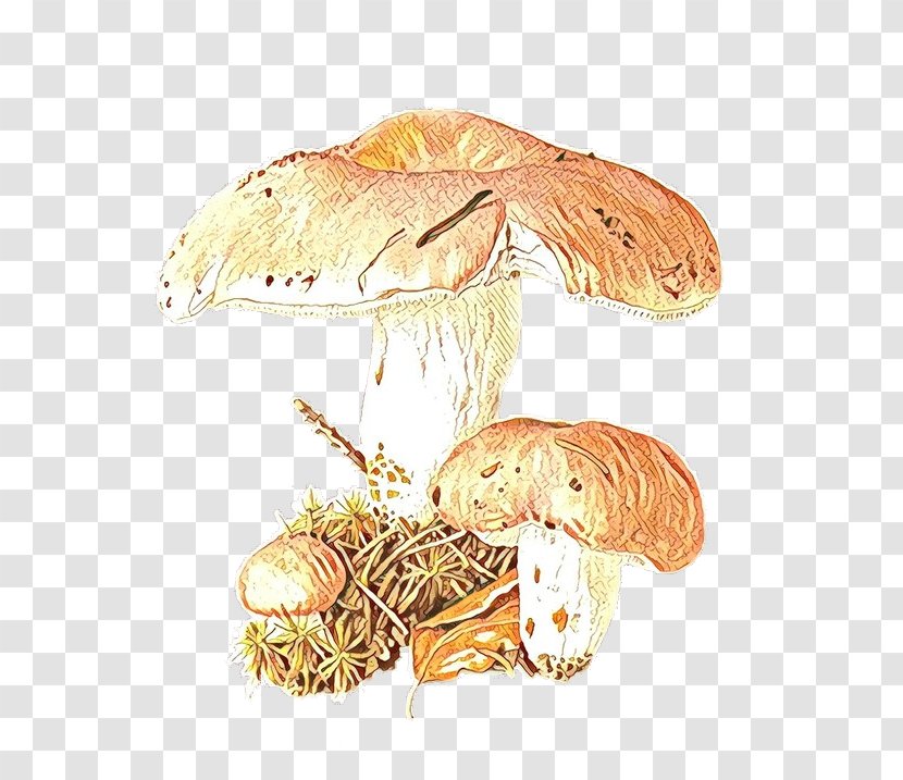 Edible Mushroom Botanical Illustration Fungus Agaricaceae - Botany - Agaricus Transparent PNG