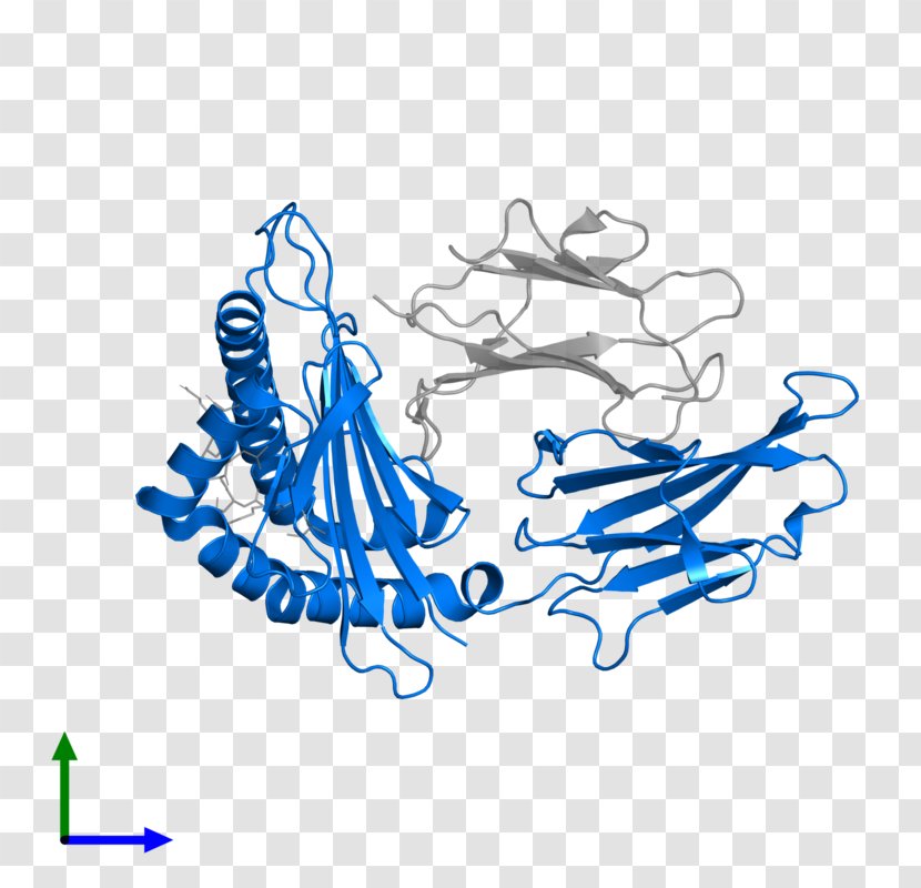 Human Leukocyte Antigen HLA-B Peptide Protein Structure Gene - Silhouette Transparent PNG