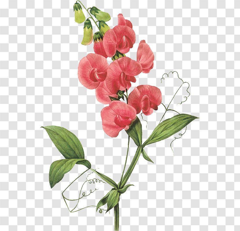 Broad-leaved Sweet Pea Flower Clip Art - Flowering Plant Transparent PNG