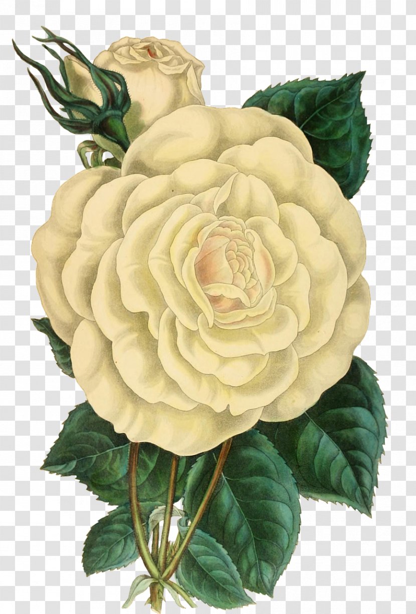 Rose - Plant - White Roses Transparent PNG