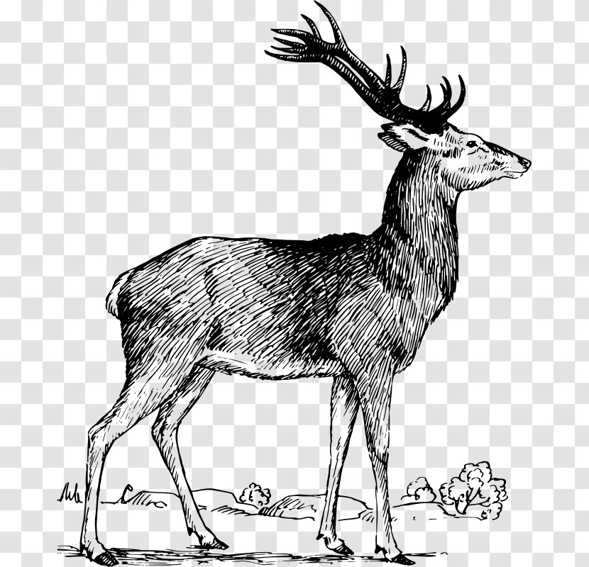 Elk Red Deer Moose Antler Transparent PNG