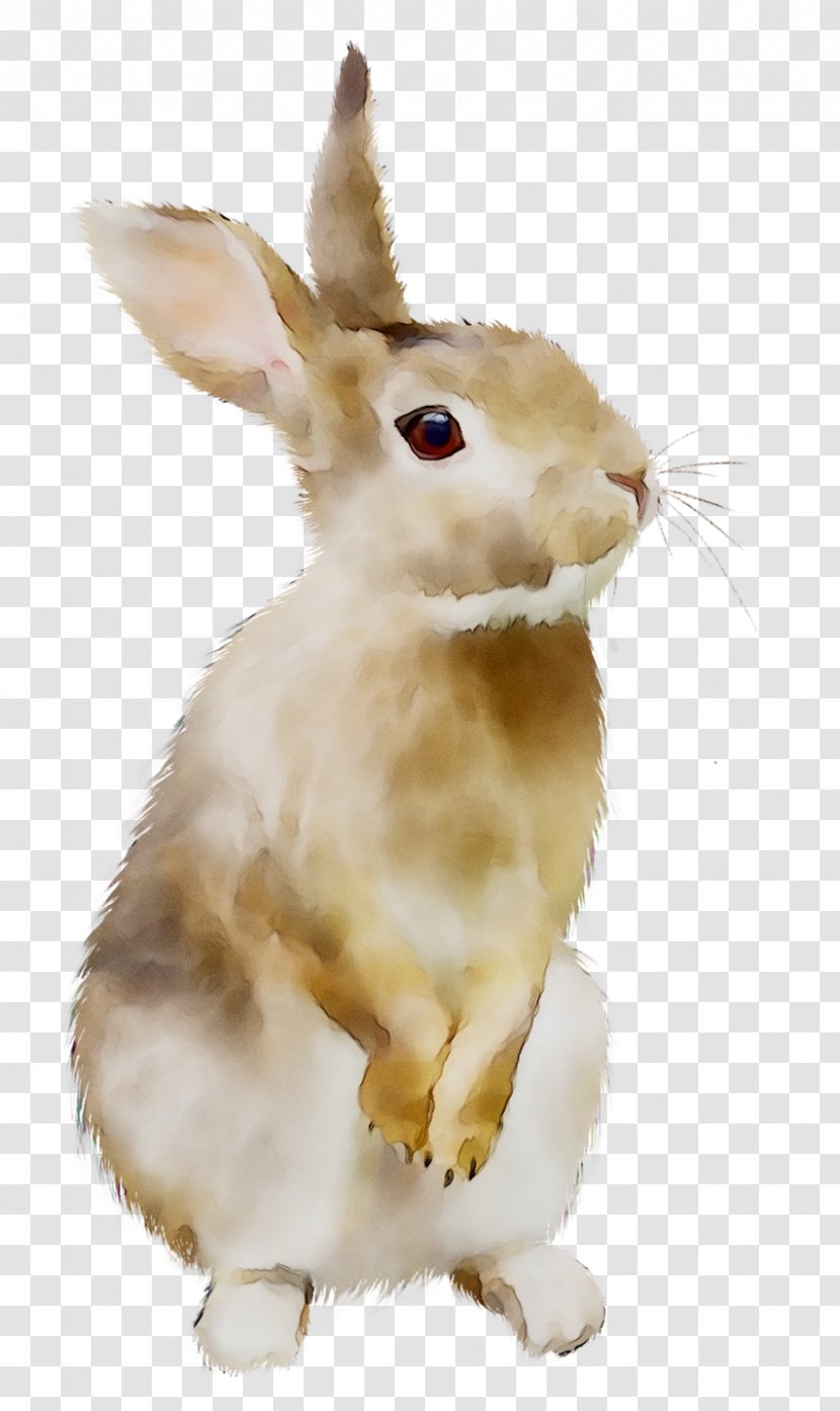 The Tale Of Peter Rabbit Image Domestic Hare - Fawn Transparent PNG