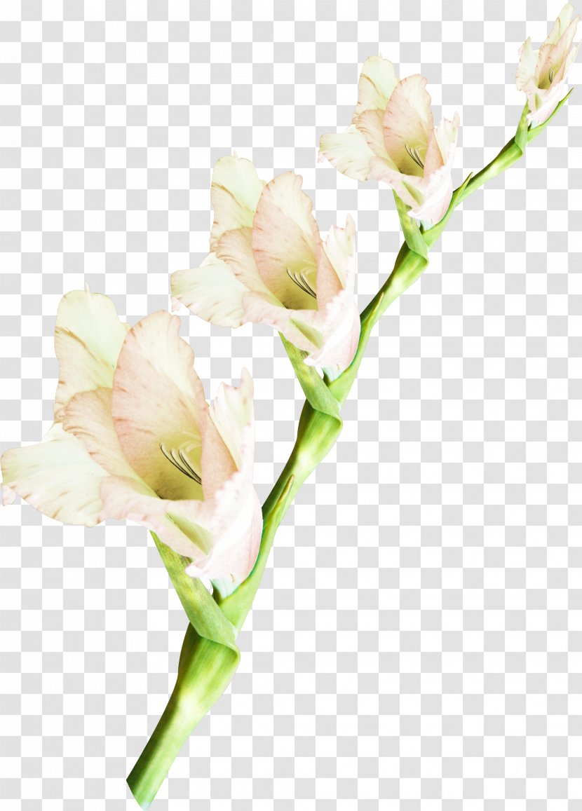 Cut Flowers Plant Floral Design - Bud - Watercolor Leaves Transparent PNG