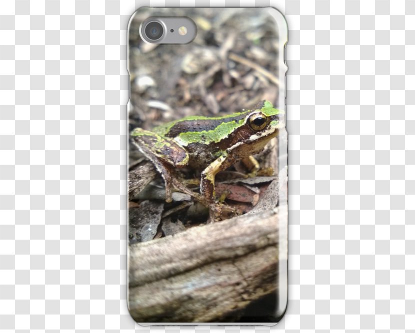Toad True Frog Tree - Ranidae Transparent PNG