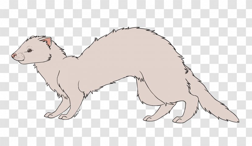 Ferret Weasels Whiskers Mink Cat - Information Transparent PNG