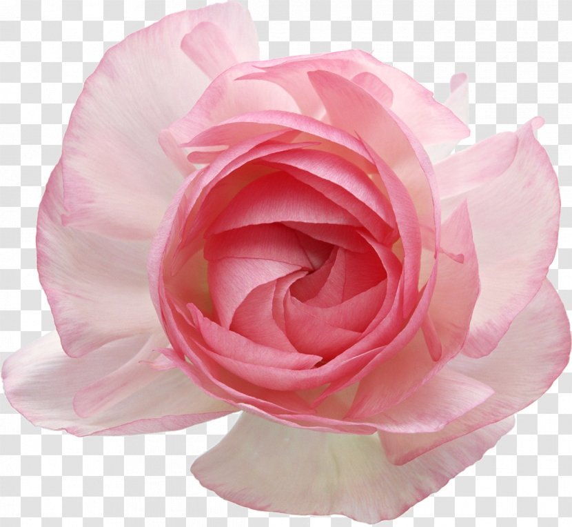 Still Life: Pink Roses Garden Clip Art - Rose Family - Flower Transparent PNG