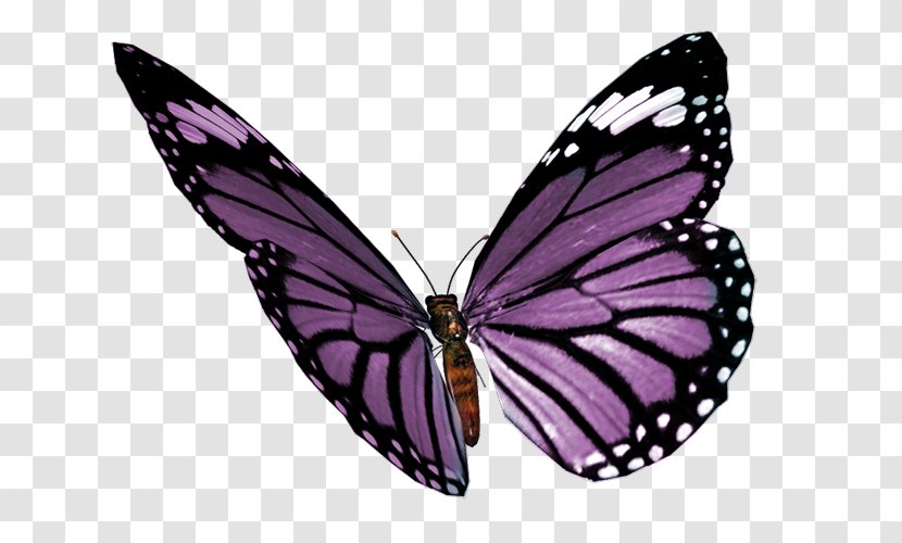 Monarch Butterfly Photography - Wing Transparent PNG