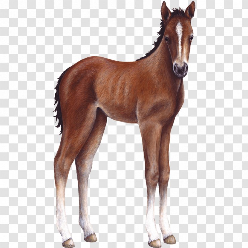 Foal Horse Wall Decal Sticker - Polyvinyl Chloride Transparent PNG