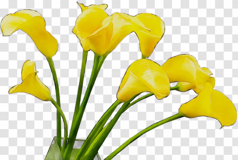 Arum Lilies Yellow Cut Flowers Bud Plant Stem - Artificial Flower - Pedicel Transparent PNG