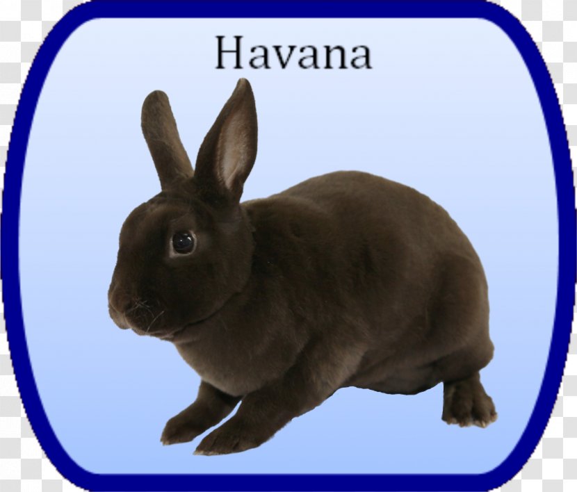 Domestic Rabbit Hare Fauna Snout - Mini Rex Transparent PNG