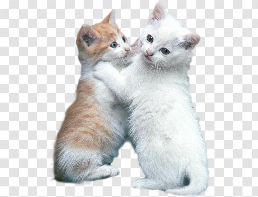 Scottish Fold Kitten Desktop Wallpaper Breed Computer - Domestic Short Haired Cat Transparent PNG