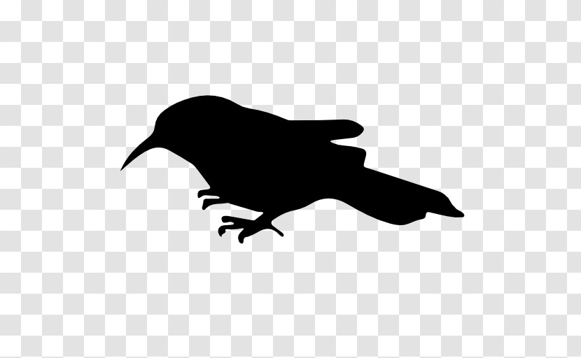 Bird Raven Beak Silhouette Crow Transparent PNG