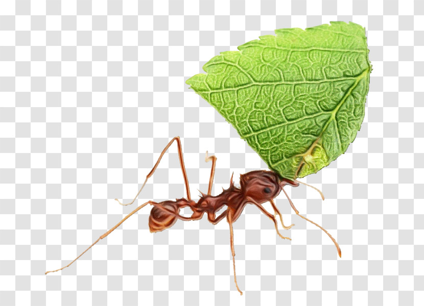 Insect Pest Leaf Ant Carpenter Ant Transparent PNG