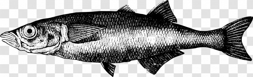 Freshwater Fish Herring Fresh Water Animal - Aquatic - Brown Transparent PNG