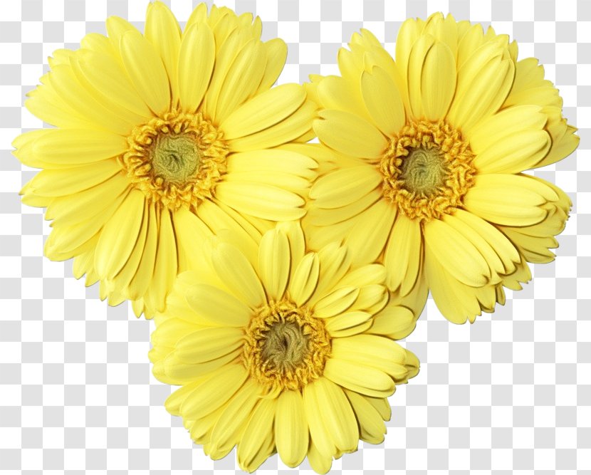 Flower Transvaal Daisy Floral Design Image Chrysanthemum - Gerbera - Family Transparent PNG