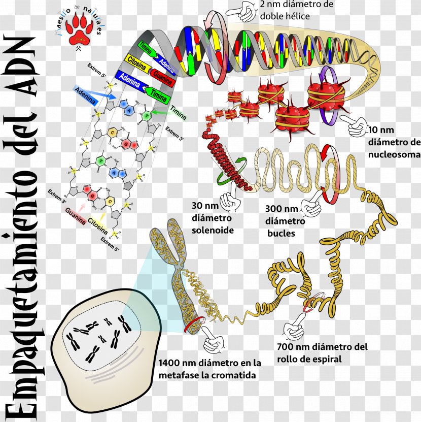 DNA RNA CmapTools Monocaténaire Phosphodiester Bond - Virus Group I - Skat Transparent PNG