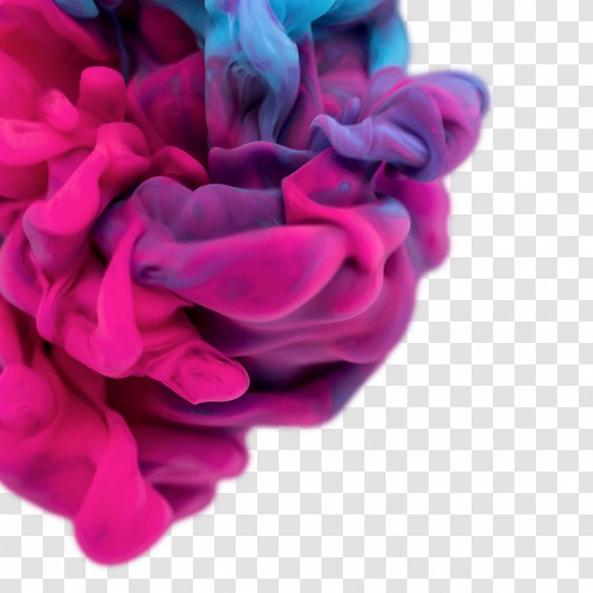 Flower Violet Rose Lilac Magenta - Order - Ink In Water Transparent PNG