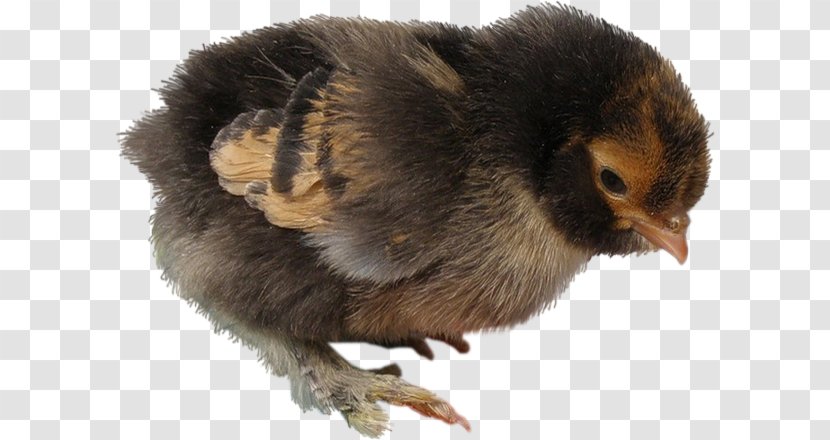 Fauna Beak Chicken As Food - Easter Chick Transparent PNG