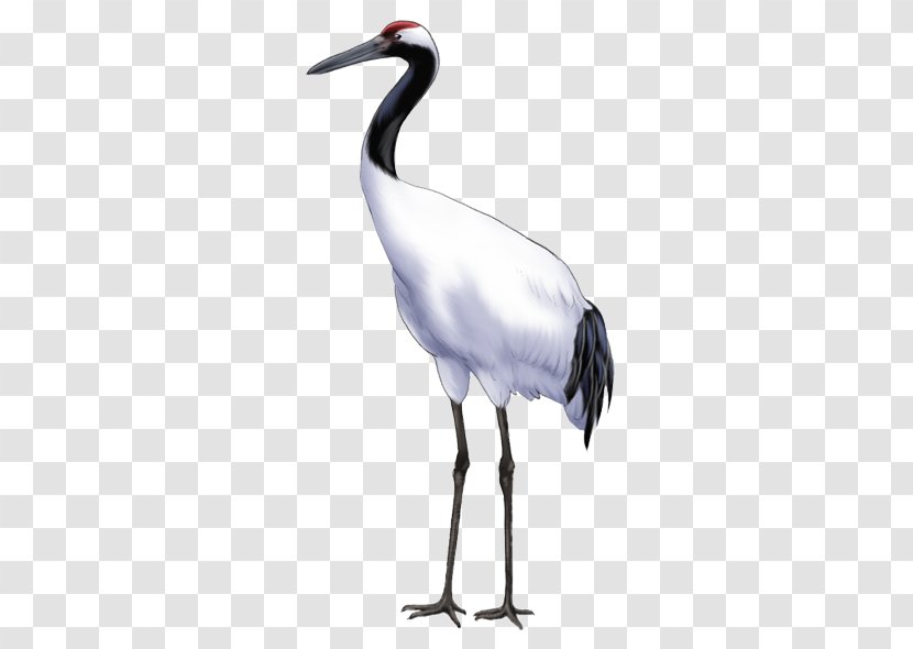Crane Bird Download Icon - Ciconiiformes Transparent PNG