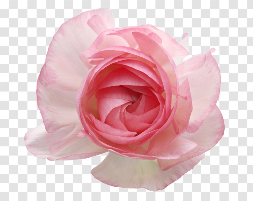 Garden Roses Cabbage Rose Cut Flowers Pink - Flower Transparent PNG