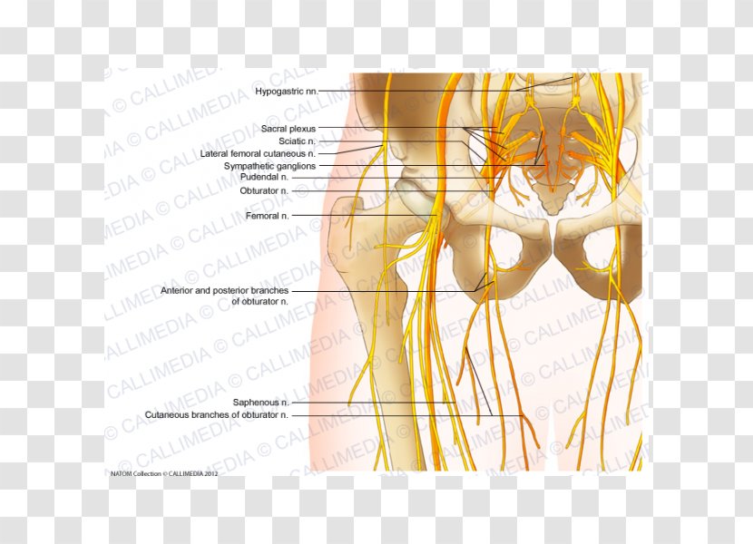 Shoulder Hip Femoral Nerve Anatomy - Frame - Nerves Transparent PNG