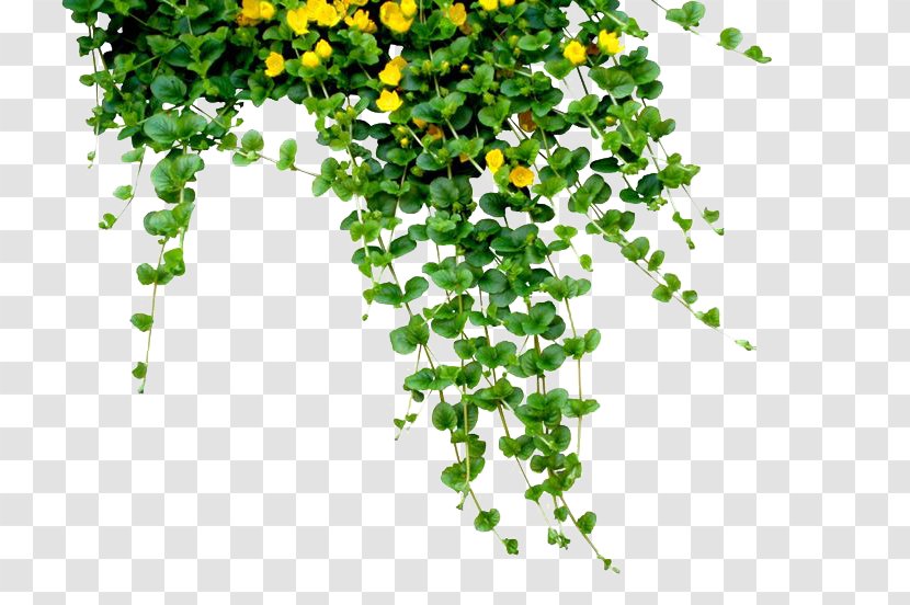 Bangladesh Bengali New Year (Pxf4hela Boishakh) - Holiday - Plants Free Download Transparent PNG