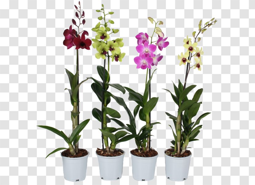 Dendrobium Nobile Orchids Cooktown Orchid Flower - Houseplant Transparent PNG