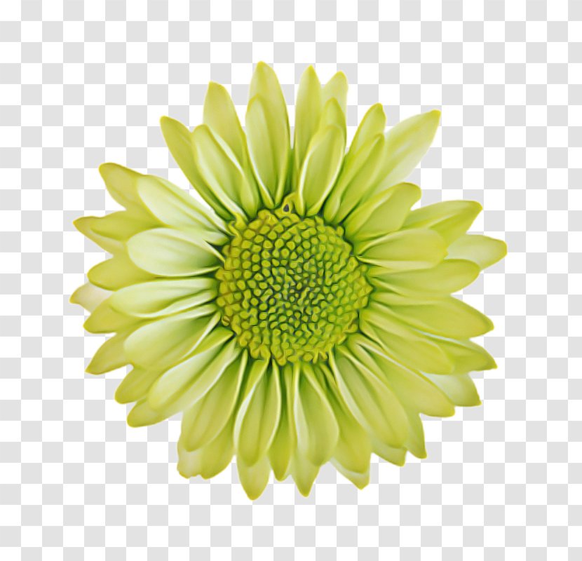 Flowers Background - Chrysanthemum - Daisy Family Pollen Transparent PNG