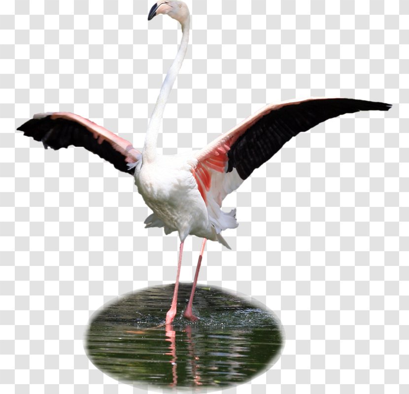Bird White Stork Flamingos Clip Art - Ibis Transparent PNG