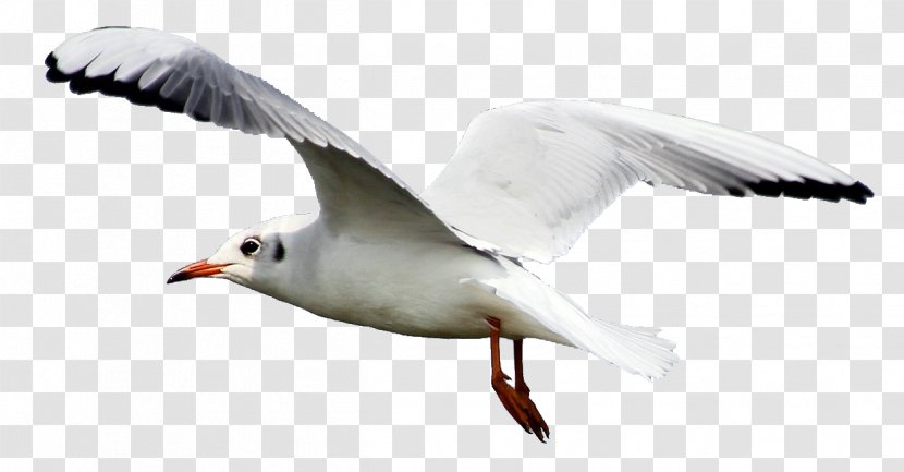 Gulls Bird Flight Clip Art - Beak - Gull Transparent PNG