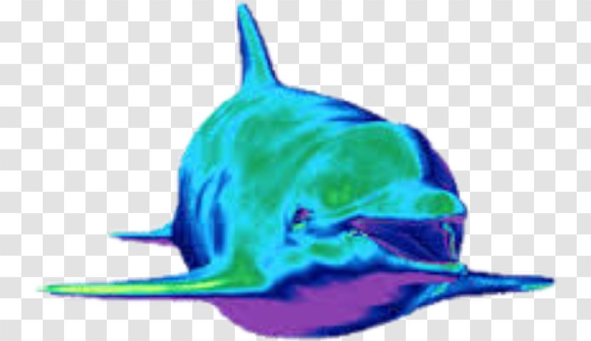 Animation Dolphin Giphy Android - Marine Mammal Transparent PNG