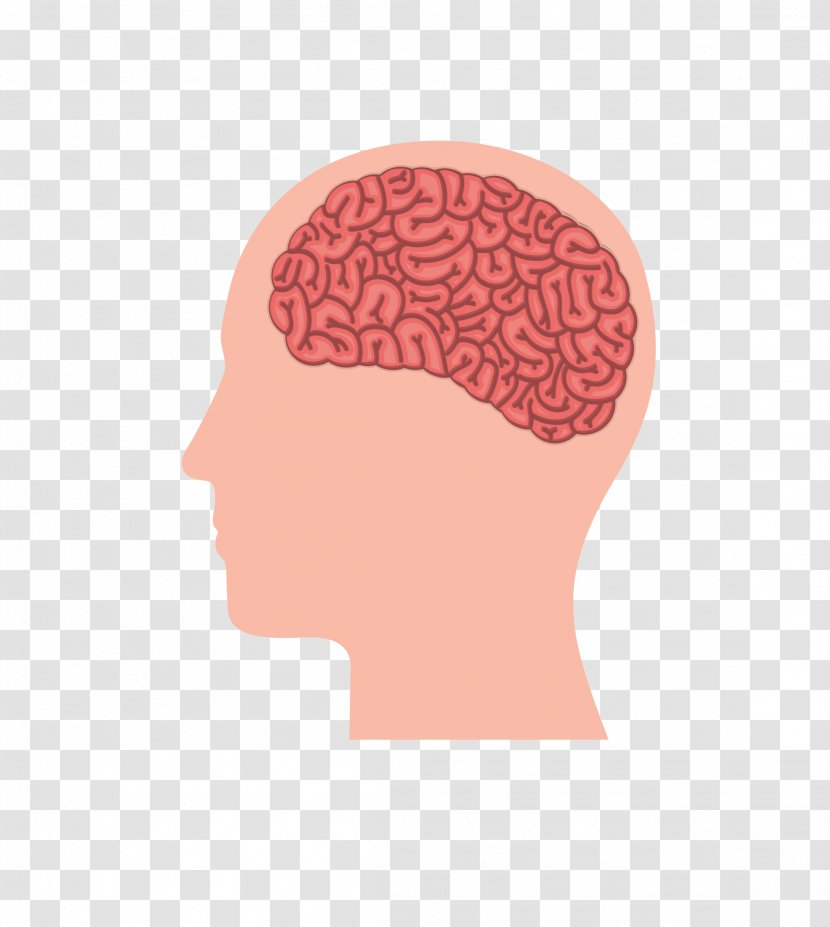 Vector Color People,Thinking,Anatomy Of The Human Brain - Neurologist - Forehead Transparent PNG