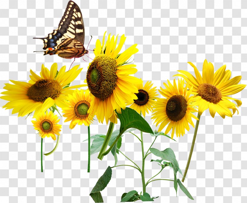 Honey Bee Common Sunflower Butterfly - Cartoon Transparent PNG