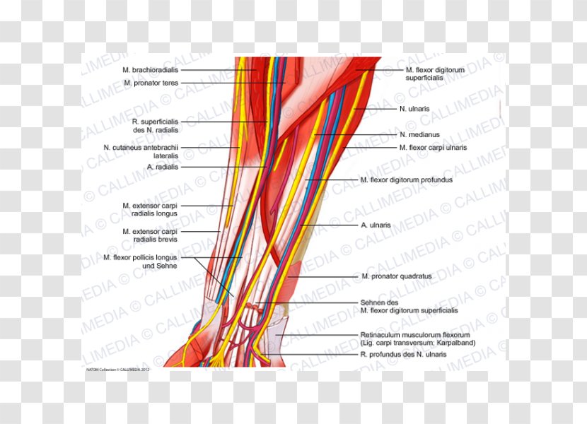 Anterior Compartment Of The Forearm Blood Vessel Nerve Muscle - Silhouette - Arm Transparent PNG