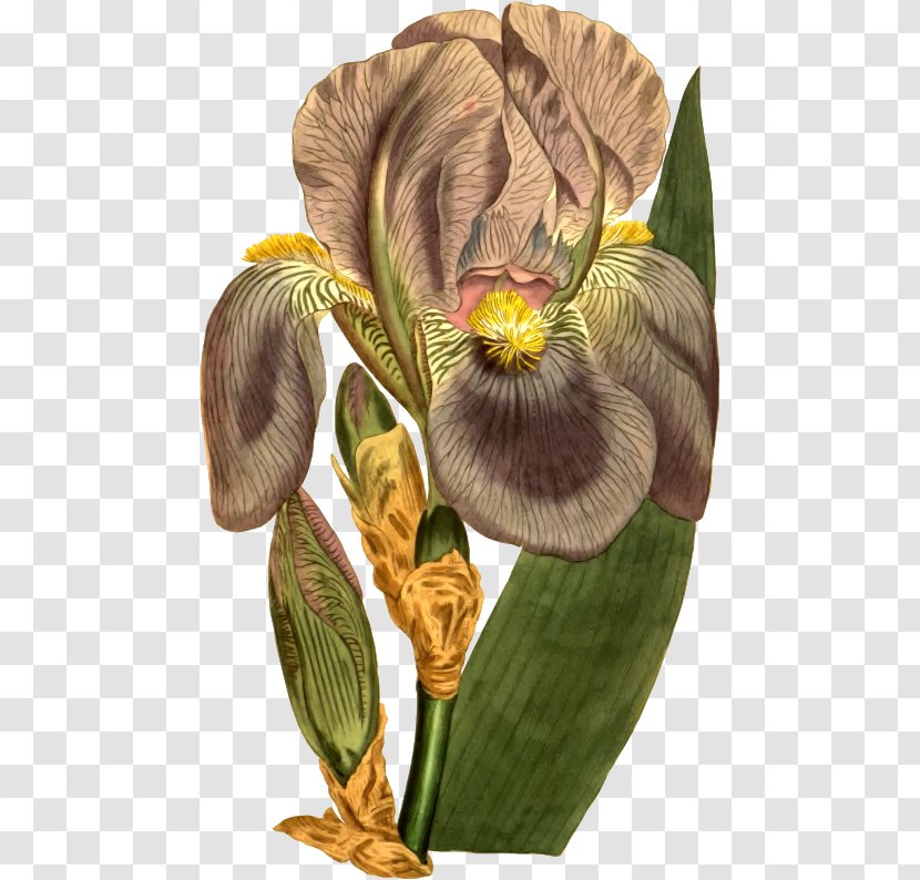 Sweet Iris Germanica Tiger Flower Harlequin Croatica - Com Transparent PNG