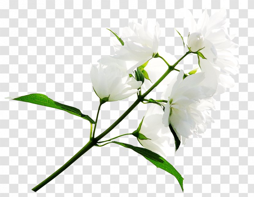 Flower Flowering Plant White Branch - Twig Pedicel Transparent PNG