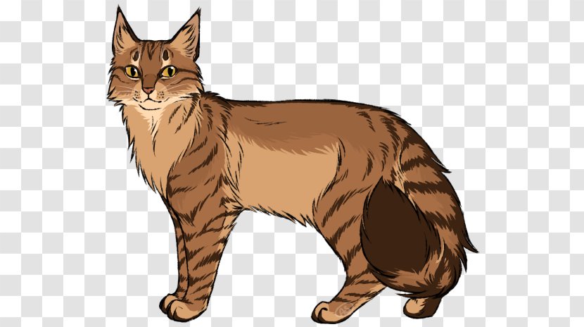Maine Coon Manx Cat Whiskers Tabby Somali - American Bobtail - Paw Transparent PNG