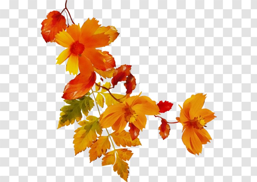 Watercolor Flower Background - Orange - Maple Leaf Transparent PNG