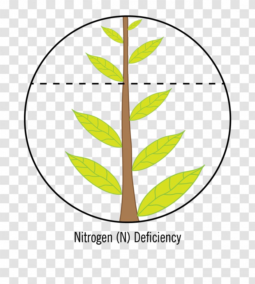 Nutrient Crop Nitrogen Deficiency Calcium - Tree Transparent PNG