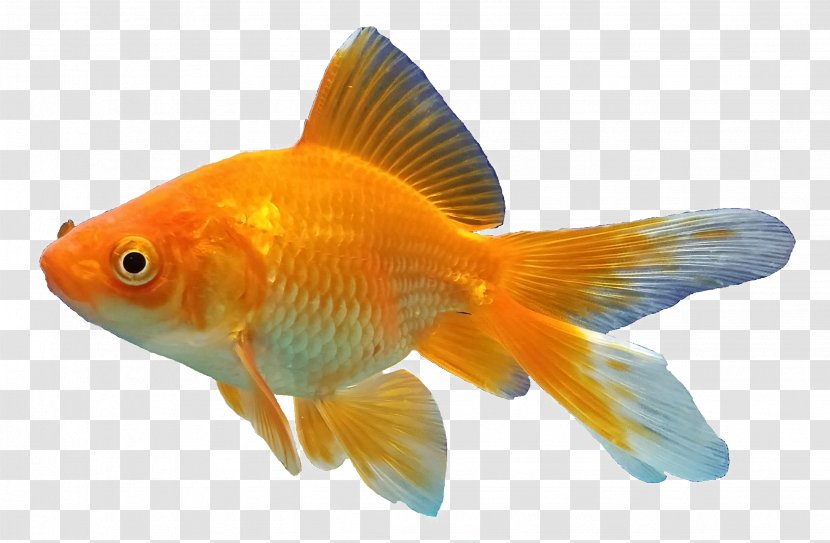 Goldfishes Feeder Fish Aquarium - Freshwater Transparent PNG