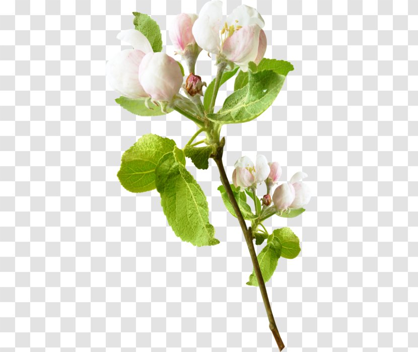 Flowering Plant Bud Twig - Blossom - Stem Transparent PNG
